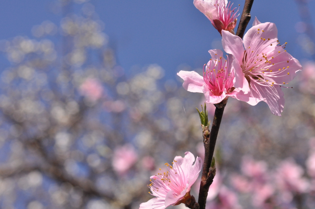ももの花