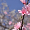 ももの花