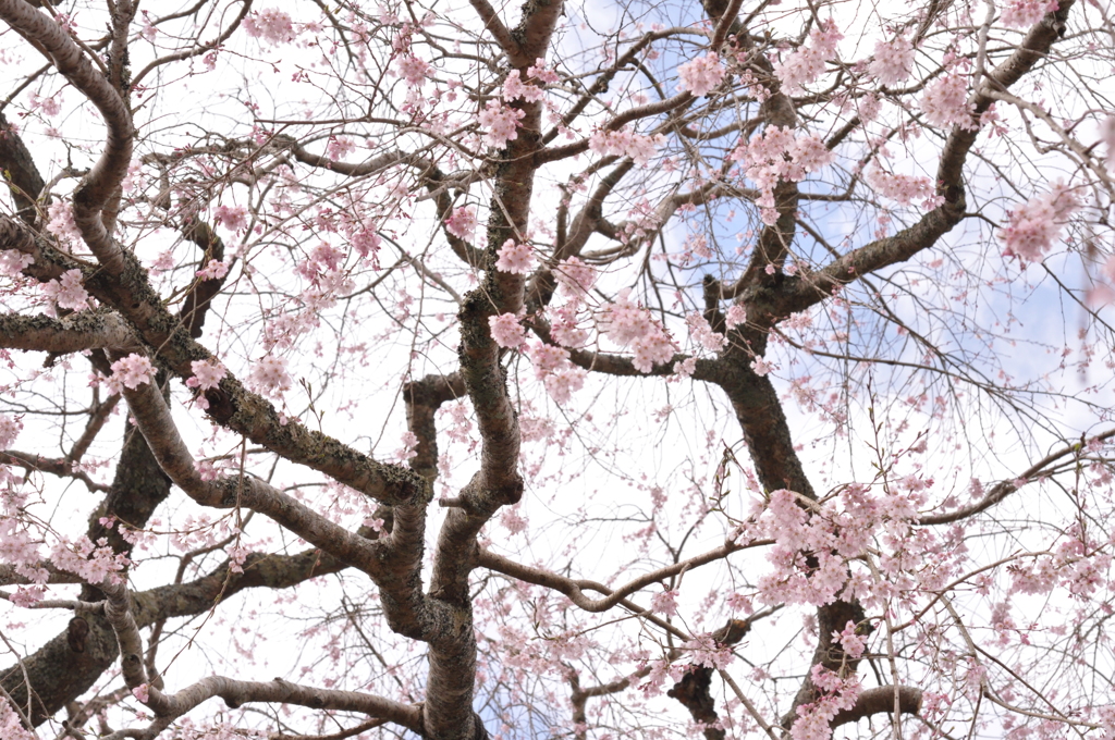 枝垂れ桜