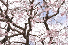 枝垂れ桜