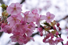 昨日の河津桜