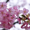 昨日の河津桜