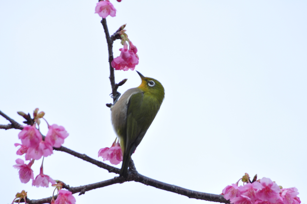 今年の河津桜