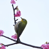 今年の河津桜