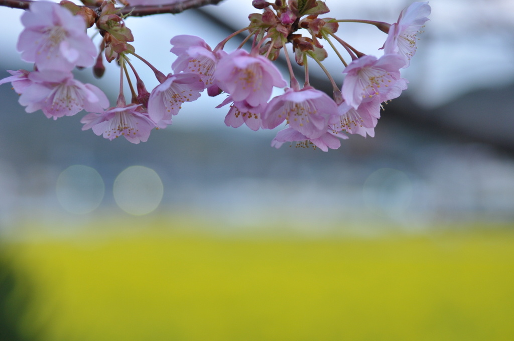 今日の南桜