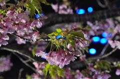 夜桜