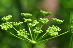 パセリの花