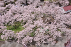 鶴ヶ城上満開