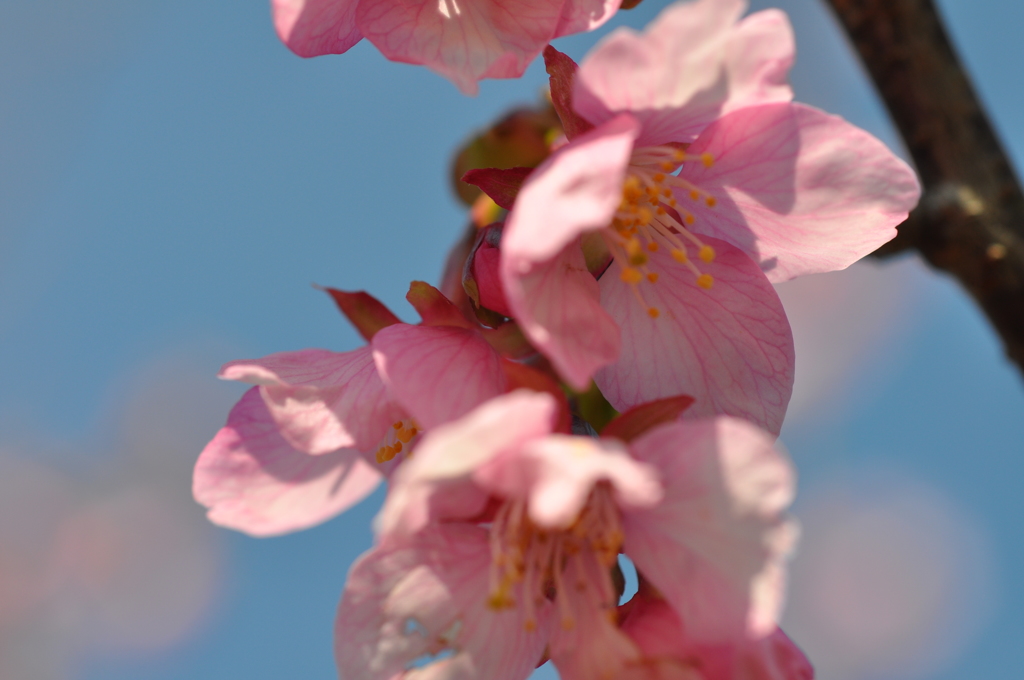 今年の河津桜２