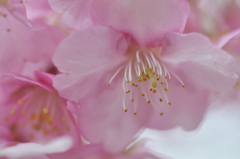 桜印3