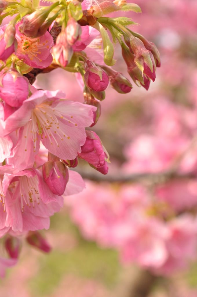 今年の白浜桜