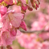 今年の白浜桜