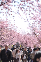 お花見日和