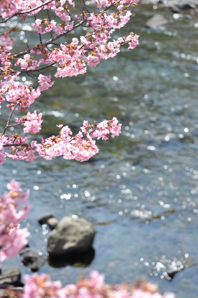 川面と桜