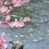 川面と桜