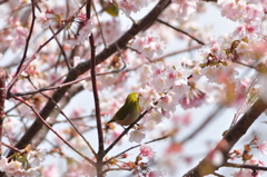 花の中