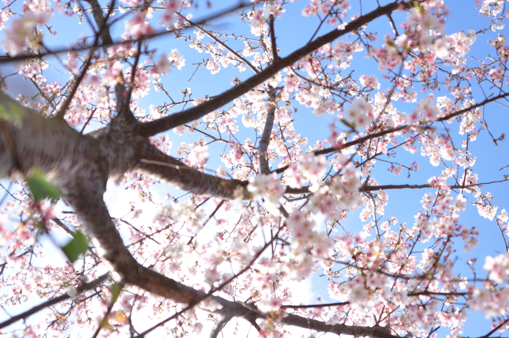 桜の木の下で