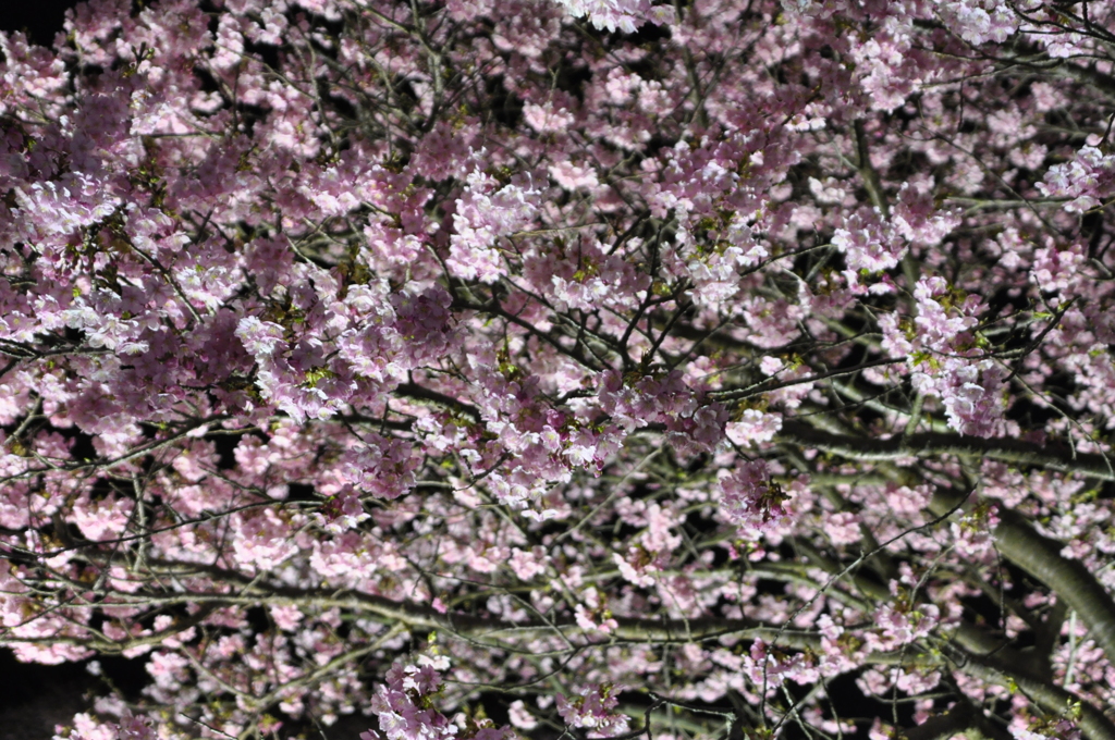 南伊豆夜桜