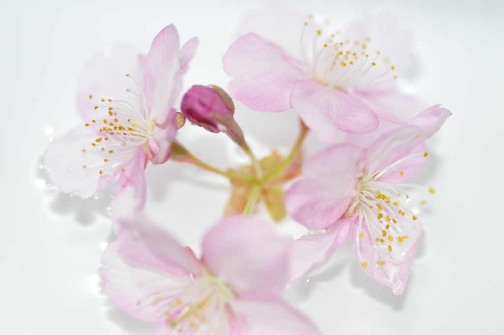 浮桜2