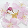 浮桜2
