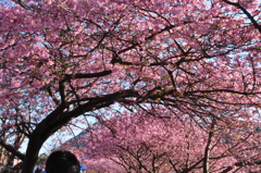 花くぐり