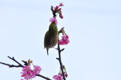 今年の河津桜2
