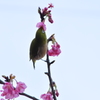 今年の河津桜2
