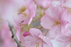 桜印2