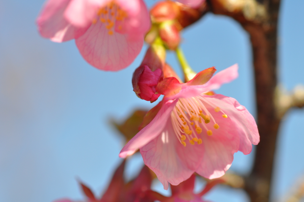 今年の河津桜
