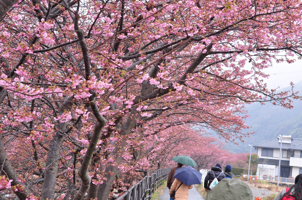 昨日の河津桜