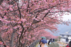 昨日の河津桜