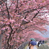 昨日の河津桜