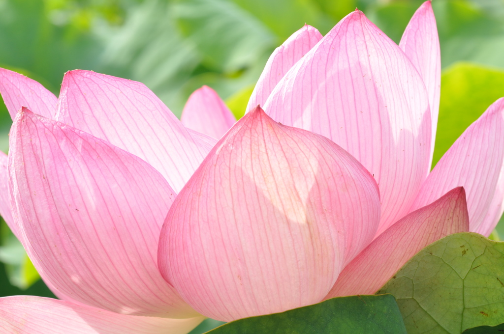 蓮の花