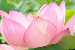 蓮の花