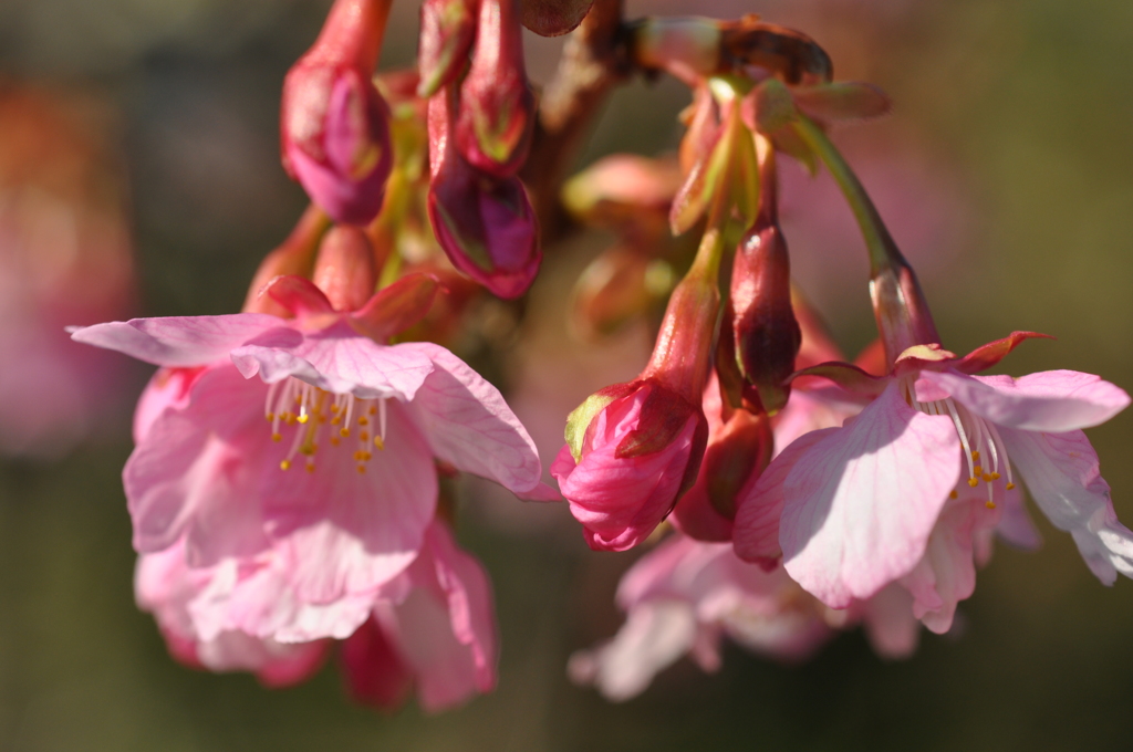 今年の河津桜３