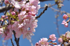 河津桜
