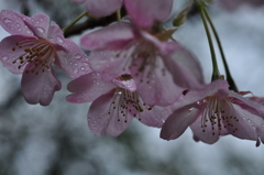 透ける花びら