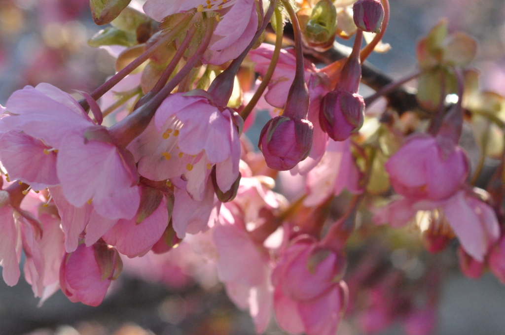 南桜2