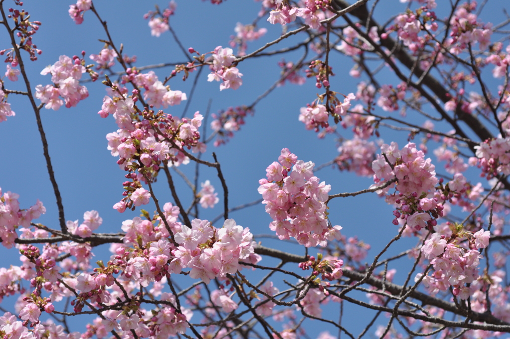 今日の河津桜