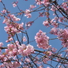 今日の河津桜