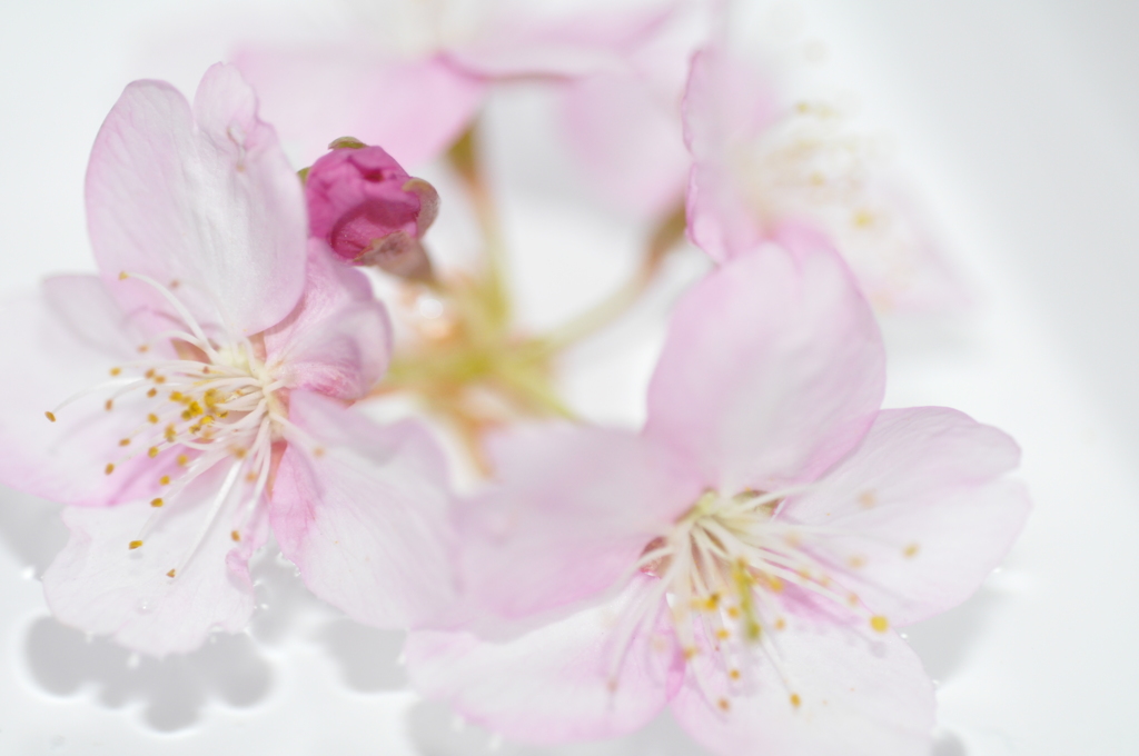 浮桜