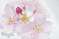 浮桜
