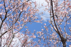 のびのび