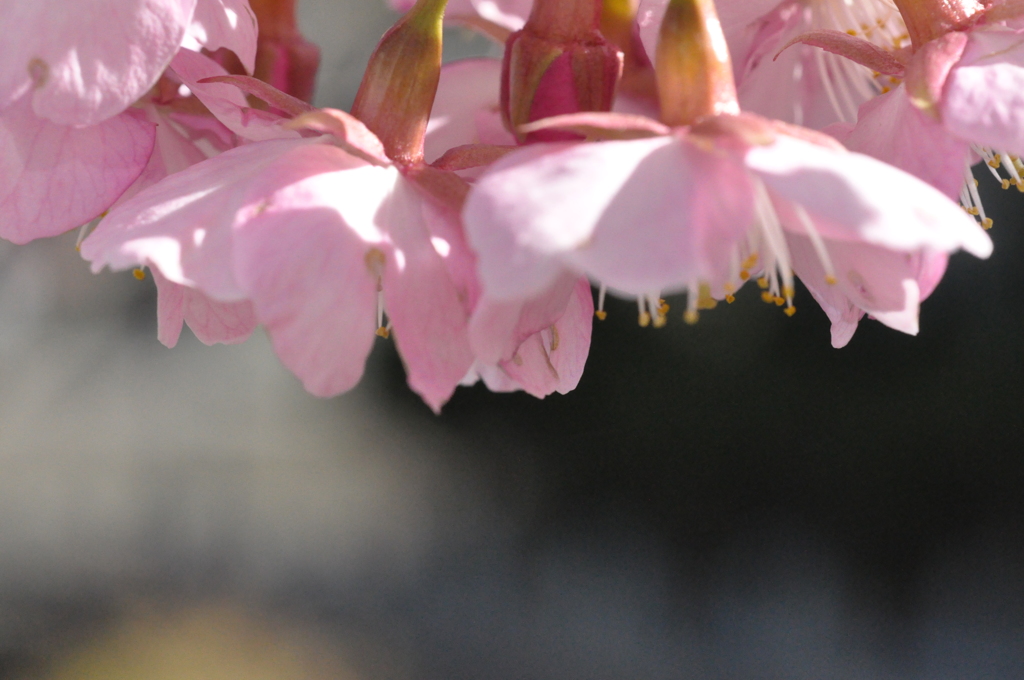河津桜