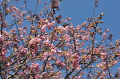 南桜