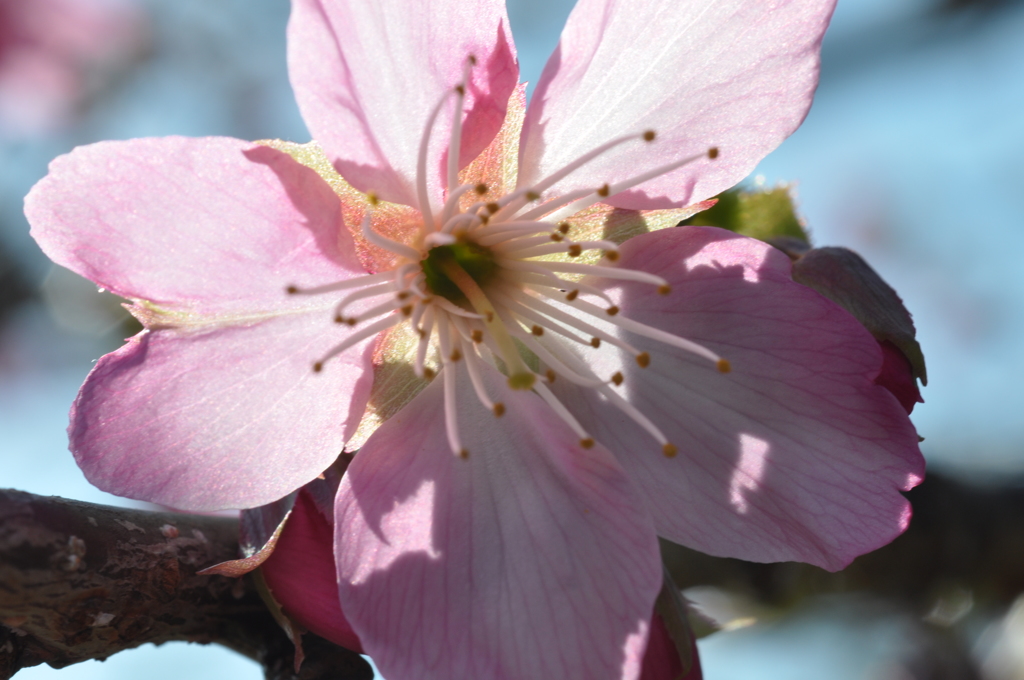 今年の河津桜４