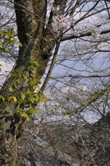 もみじ桜樫