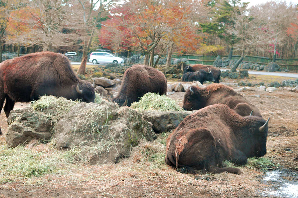 草の匂い