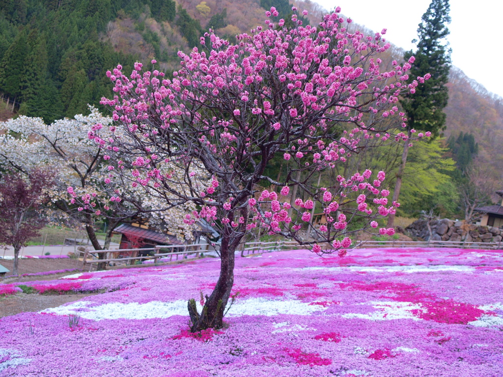 國田家の花畑