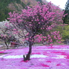 國田家の花畑